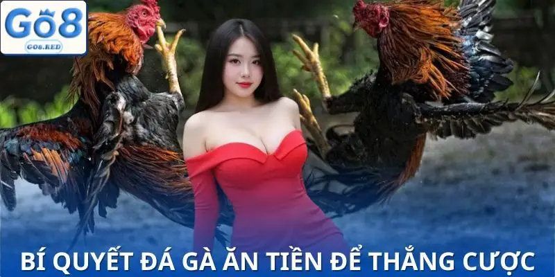 Chiến thuật “bách chiến bách thắng” trong đấu kê