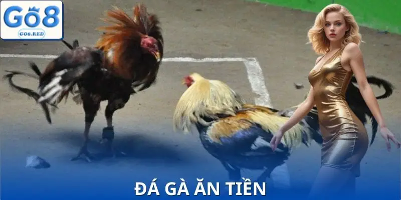 Thắng Lớn khi chơi Đá Gà Ăn Tiền